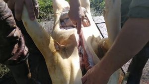 Как правильно разделать поросёнка/Поросёнку 1год 4месяца