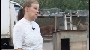 Кавказская овчарка. Как не допустить ошибок в воспитании