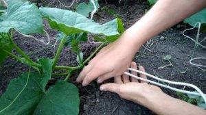 Самая правильная подвязка огурцов.
