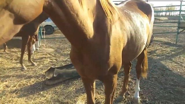 молодые кобылки 2018 2016 смотреть онлайн