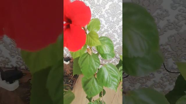 Наши домашние цветы! 🌹 🌹 🌹