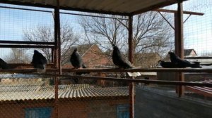 2.ч. // ГОЛУБИ // В ГОСТЯХ.У ВИКТОРА ЛЫСЕНКО //Т+7 928 610-71-01. С. САНДАТА. РОСТОВСКАЯ ОБЛ.