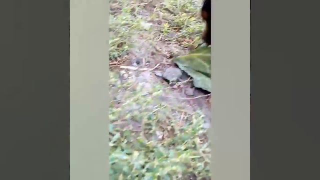 Как собака провела лето смотреть онлайн