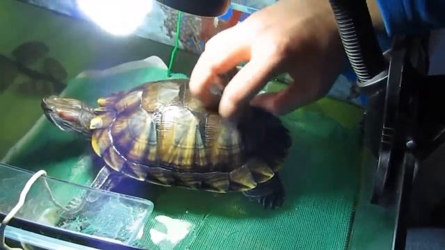 Черепаха Доби) смотреть онлайн