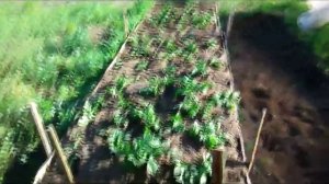 Высокие грядки выращивание картофеля (Часть3)