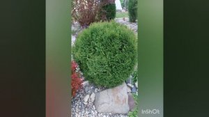 круглая туя Литл Гиант  или джент, и её саженцы