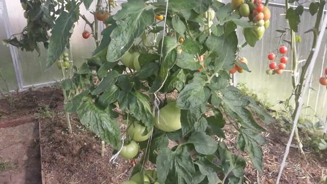 Почему я не буду сажать сортовые томаты! Ленинградская обл.! смотреть онлайн