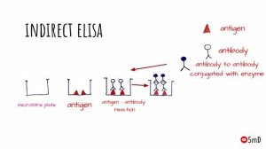 ELISA - ENZYME LINKED IMMUNOSORBENT ASSAY - MICROBIOLOGY - 5 min DENTISTRY - Quick notes.