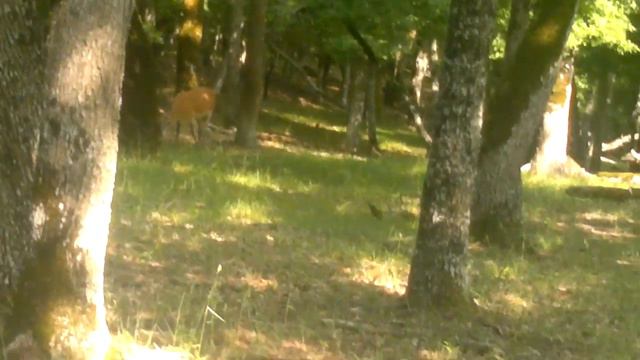 Гости на горной пасеке / пришли два красавца с рогами смотреть онлайн