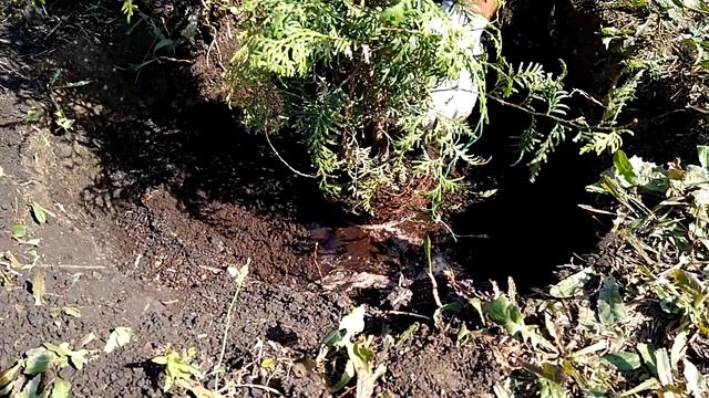 Как правильно посадить тую на своем участке, чтоб она прижилась.Хвойная красавица. смотреть онлайн