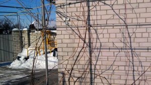 9. Арочная формировка винограда и другие виды формировок винограда