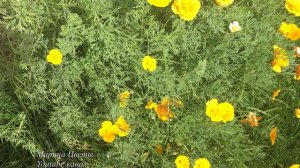 Эшольция - солнечный мак . Особенности . Выращивание .