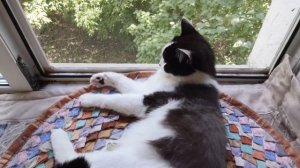 Говорящий кот и москитная сетка на окнах. Опасности и мифы для домашних кошек