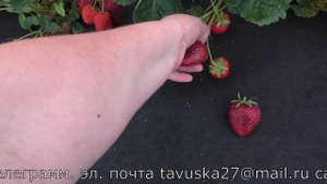 КАБРИЛЛО ремонтантный сорт клубники