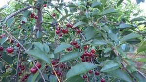 Вишня: Уйфехиртош фюртош, Поздняяя устойчивая