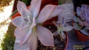 Обзор суккулентных растений