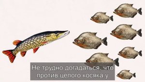 Шука vs пиранья: кто круче?