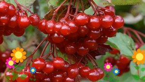 Калина съедобная Гранатовый браслет. Краткий обзор, описание viburnum opulus Granatovyj braslet