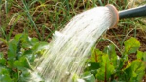 Как правильно выращивать столовую свеклу  Полезные свойства, подготовка почвы, посадка, уход