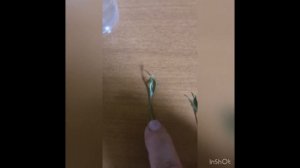 КАК  ЧЕРЕНКОВАТЬ и сохранить АЛИССУМ зимой, опыт и советы Елены Евгеньевны