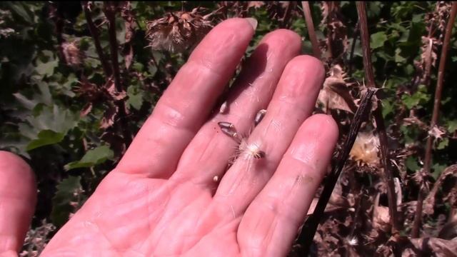 РАСТОРОПША ЛЕКАРСТВЕННАЯ. СОБРАТЬ СЕМЕНА. смотреть онлайн