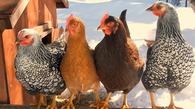 Петушиный закуток - Олд Траффорд не спит смотреть онлайн