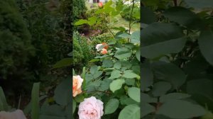 Английская роза Чарльз Остин (Charles Austin) Англійська троянда Чарльз Остін (Charles Austin)