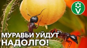 РАСПЛОДИЛИСЬ МУРАВЬИ И НИЧЕГО НЕ ПОМОГАЕТ?! Есть СПОСОБЫ, как избавиться надолго!