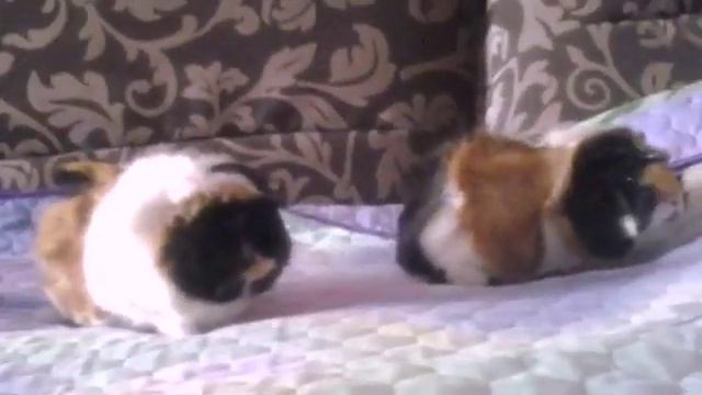 Как живут мои морские свинки смотреть онлайн