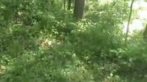 Песни наших родителей