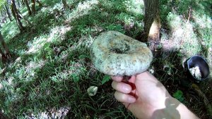 Подгруздок Белый - Сыроежка Превосходная - Russula Delica