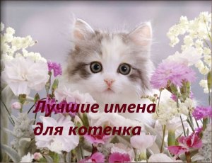 ЛУЧШИЕ КЛИЧКИ ДЛЯ КОТОВ,КАК НАЗВАТЬ КОТЕНКА, ИМЕНА ДЛЯ КОТЯТ, ИМЕНА ДЛЯ КОТОВ