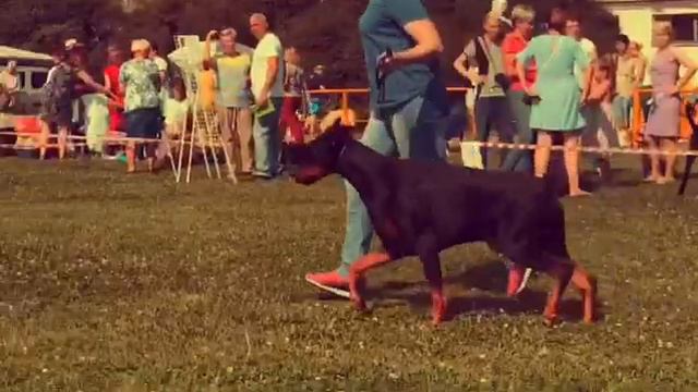 Дебют Eria Pro Cosmos, выставка собак ранга САС 28.07.19 смотреть онлайн