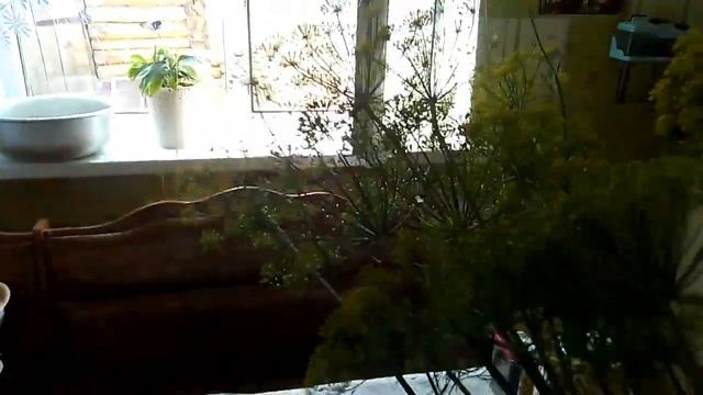 Консервированные огурцы 2020 смотреть онлайн