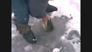 Щука укусила рыбака за руку когда вытаскивал её из проруби
