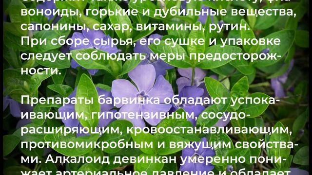 БАРВИНОК МАЛЫЙ. Как применять? / Захар Травник