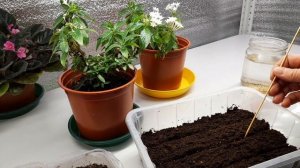 Как правильно вырастить ПЕНТАС из семян