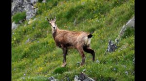 Методическое пособие  Красная книга Краснодарского края