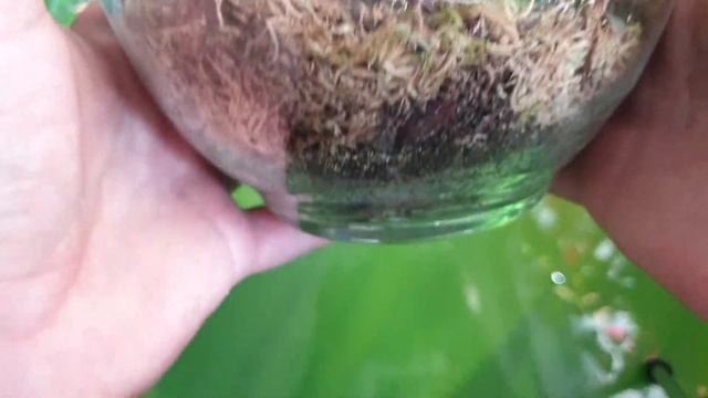 Драгоценные орхидеи ? смотреть онлайн