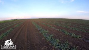 Приемущество черной пленки для мульчирования арбуза