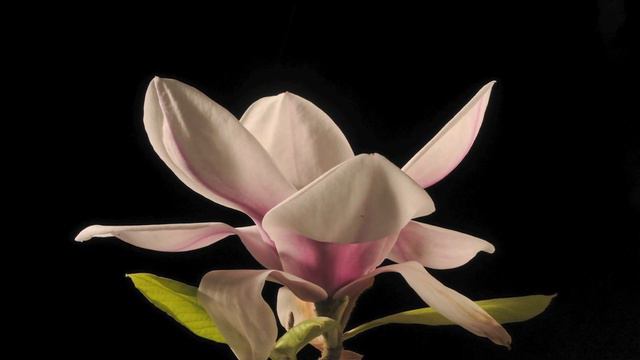 Magnolia Bethany flower opening time lapse смотреть онлайн