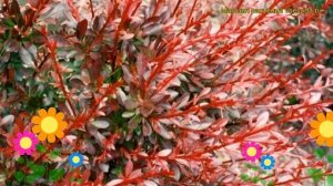 Барбарис тунберга Ред Чиф. Краткий обзор, описание характеристик berberis thunbergii Red Chief
