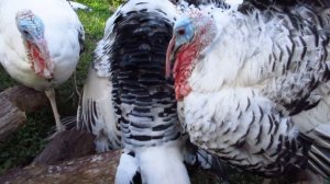 Royal Palm Turkeys Mating Under Feet