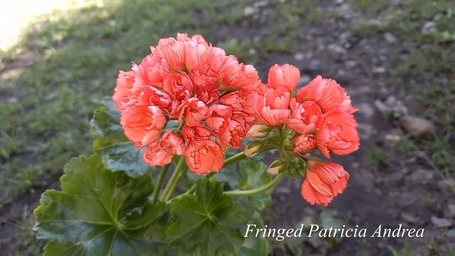 Fringed Patricia Andrea тюльпановидная красавица смотреть онлайн