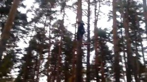 Опиловка сухих веток на соснах