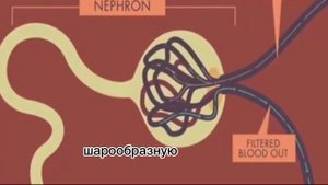 ?Как работают наши почки? Подробный рассказ?