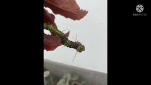 Begonia Cracklin Rosie Care and Propagation