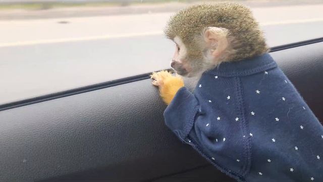 Саймири Энни уезжает /Сама удобная обезьяна для дома смотреть онлайн