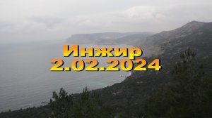 2.02.2024. Инжир