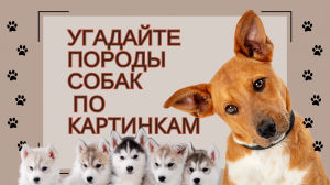 Угадай породы собак по фото